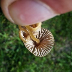 Mycena olivaceomarginata