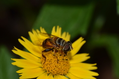 Eristalina
