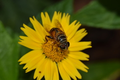 Eristalina