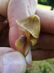 Mycena olivaceomarginata