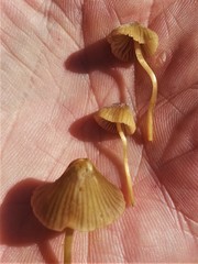 Mycena olivaceomarginata