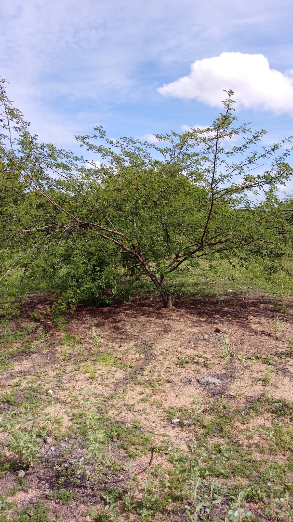 Mimosa tenuiflora