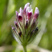 Trifolium dichotomum - Photo (c) 2008 Keir Morse,  זכויות יוצרים חלקיות (CC BY-NC-SA)