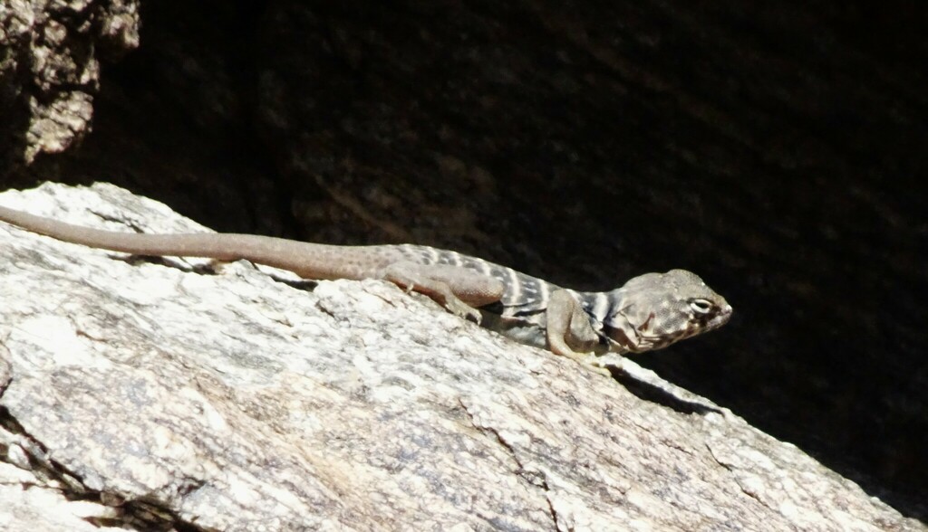 Baja California Collared Lizard from Riverside County, CA, USA on April ...