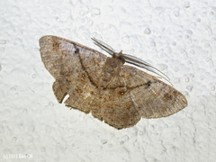 Petelia delostigma