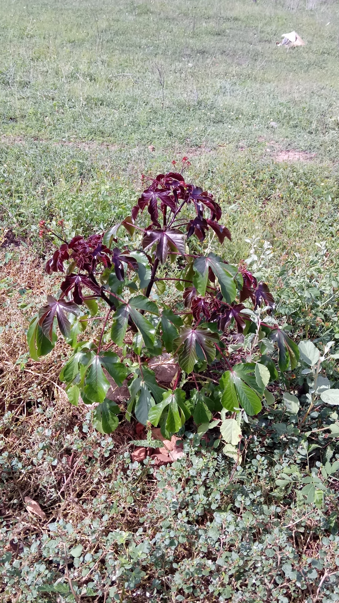 Jatropha gossypiifolia