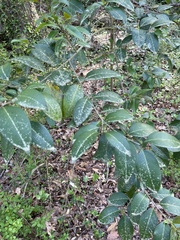 Glänzender Liguster (Ligustrum lucidum): Herkunft und Verwendung — Foto 3