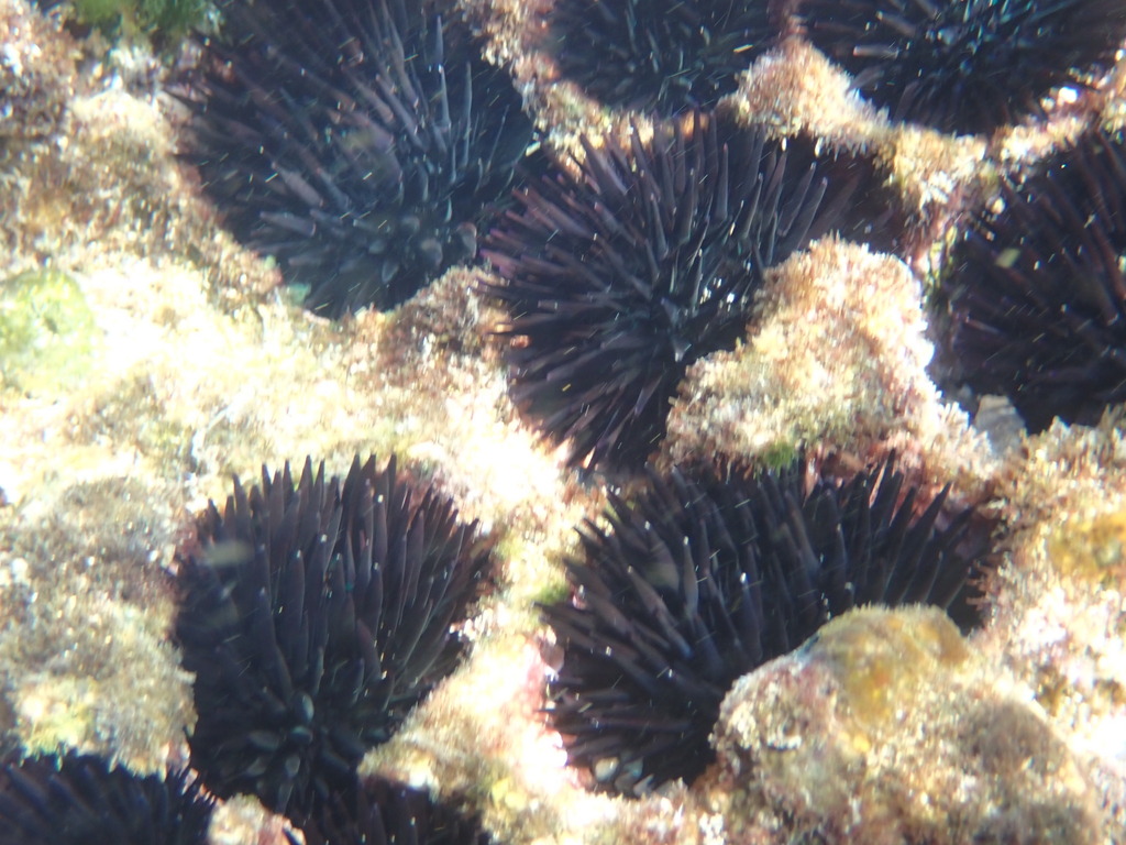 Oblong Sea Urchin