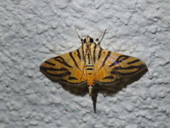 Nothomastix chromalis