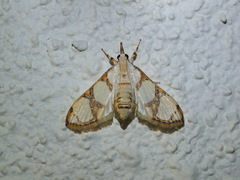 Cirrhochrista kosemponialis