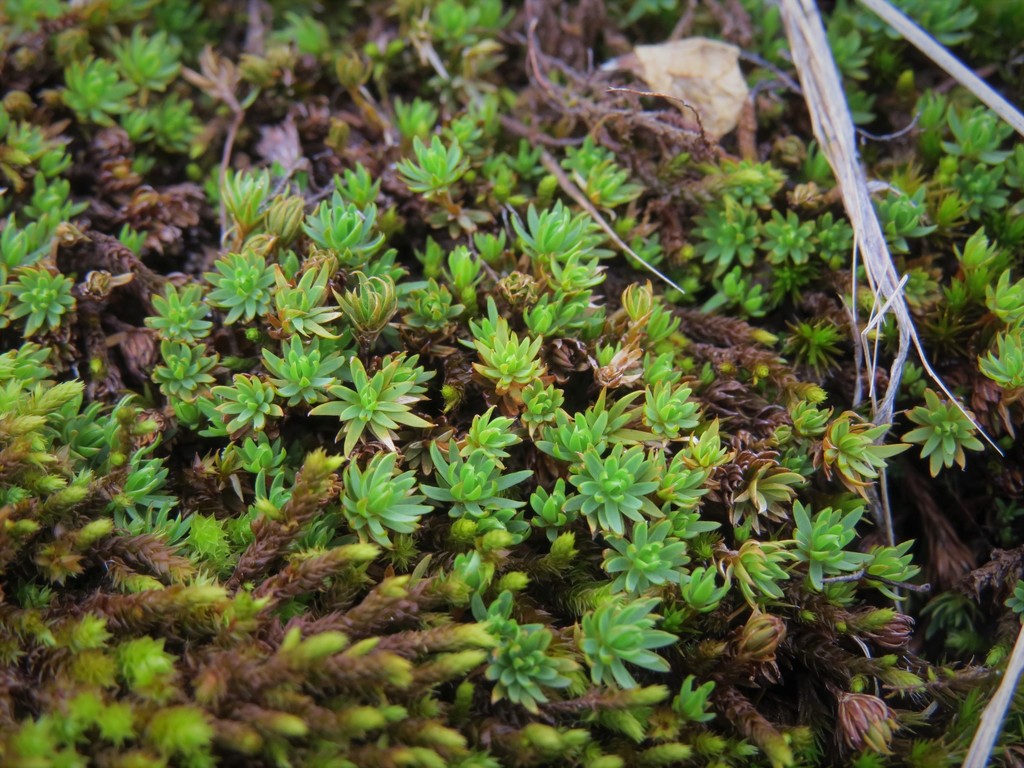 Pogonatum campylocarpum