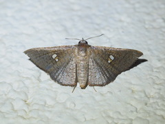 Banisia
