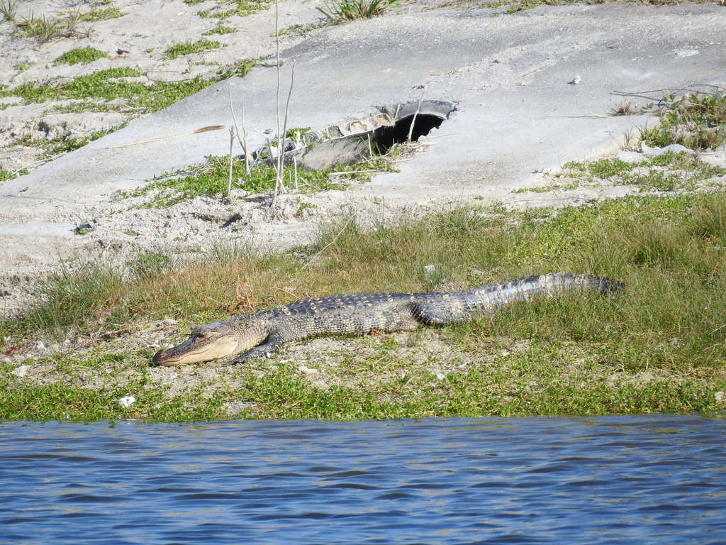 American Alligator from 6791 San Casa Dr, Englewood, FL 34224, USA on