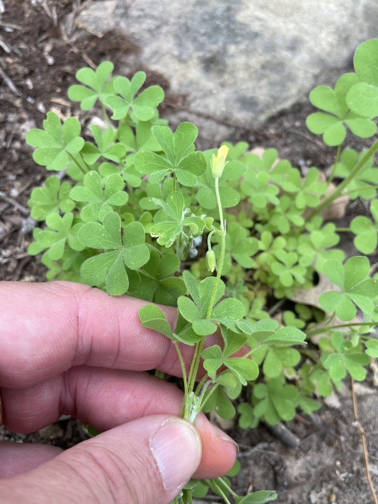 slender yellow woodsorrel from Roy Green Rd, Mineral Wells, TX, US on