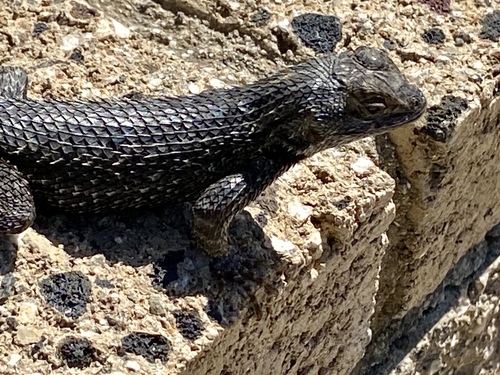 iNaturalist observation photo of Western Fence Lizard