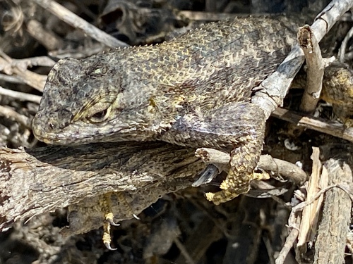 iNaturalist observation photo of Western Fence Lizard