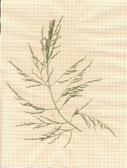 Eragrostis refracta