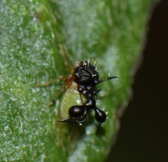 Cyphonia clavata