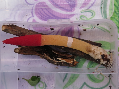 Mutinus argentinus