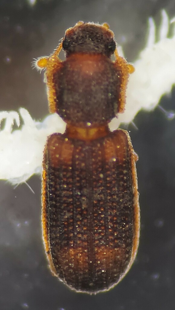 Paha laticollis