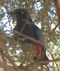 Lamprotornis pulcher