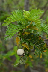 Osteomeles anthyllidifolia