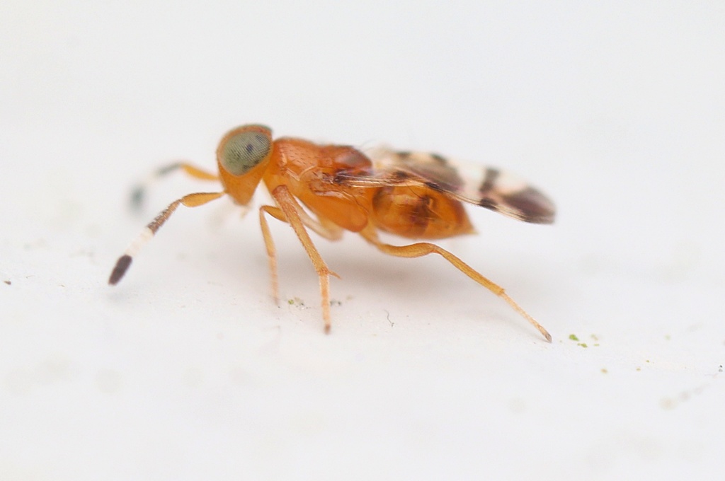 Parasitoid wasp