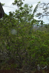 Osteomeles anthyllidifolia