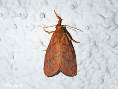 Integrivalvia exclusa