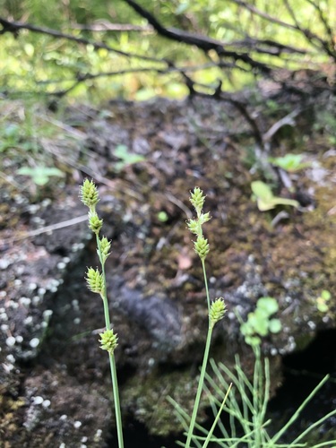 Carex canescens iNat (3)