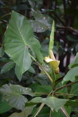 Montrichardia