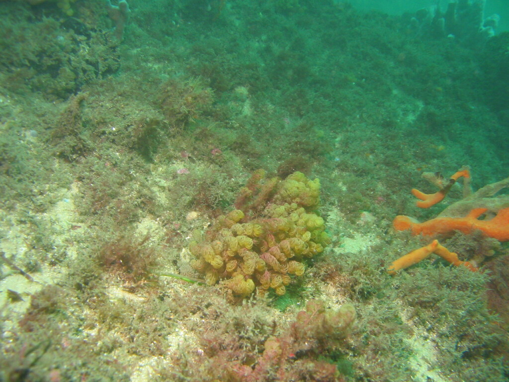 Catenicellidae from Sydney NSW, Australia on July 5, 2006 at 0135 PM