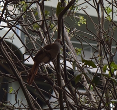 Ortalis superciliaris