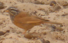 Emberiza striolata