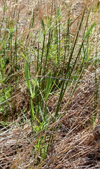 Cyperus sexangularis