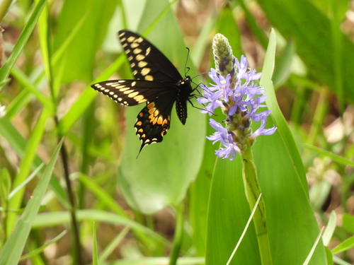 Pontederia cordata