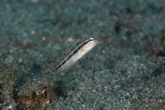 Xestus Sabretooth Blenny photo 4