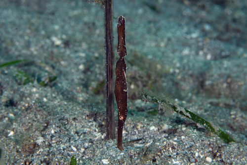 Ghost Pipefish