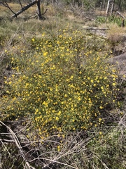 Helianthus porteri