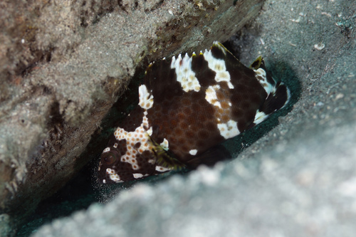 Netfin grouper (Epinephelus miliaris) — Serranidae — 4