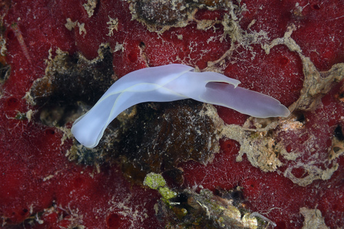 Chelidonura electra
