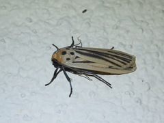 Tigrioides leucanioides