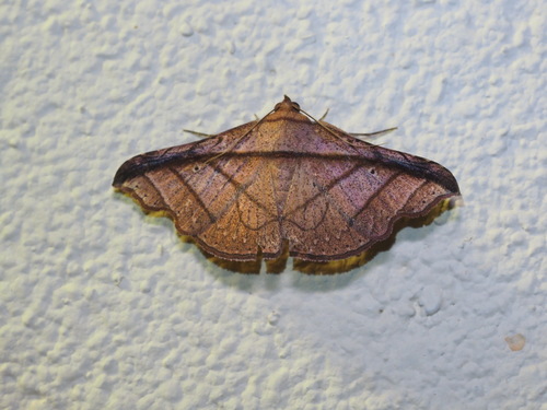Tiruvaca hollowayi