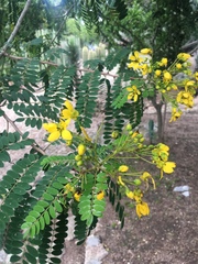 Senna polyantha