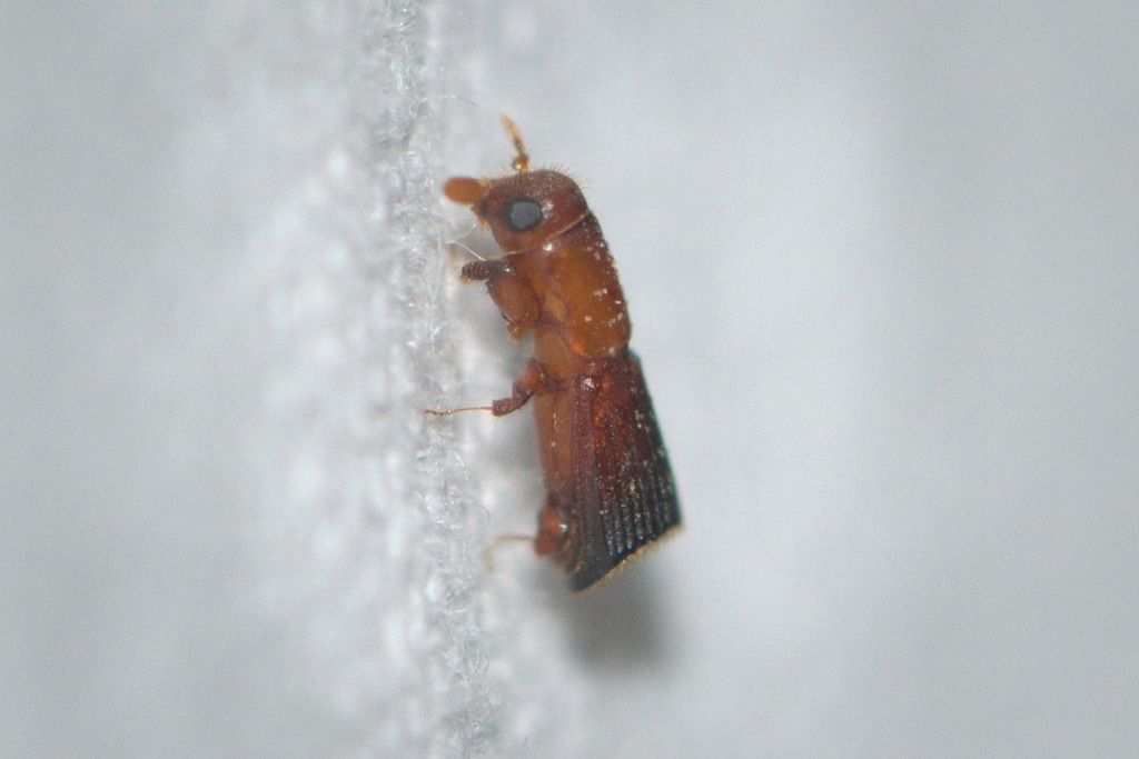 Peroplatypus