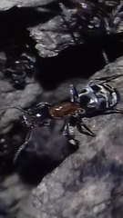 Liometopum microcephalum