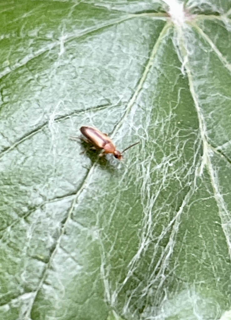 Beetles From Ninth St Blanco TX US On April 04 2023 At 07 05 PM By   Large 