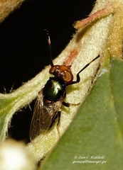 Physiphora