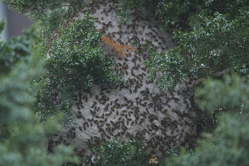 Mexican Honey Wasp photo 5