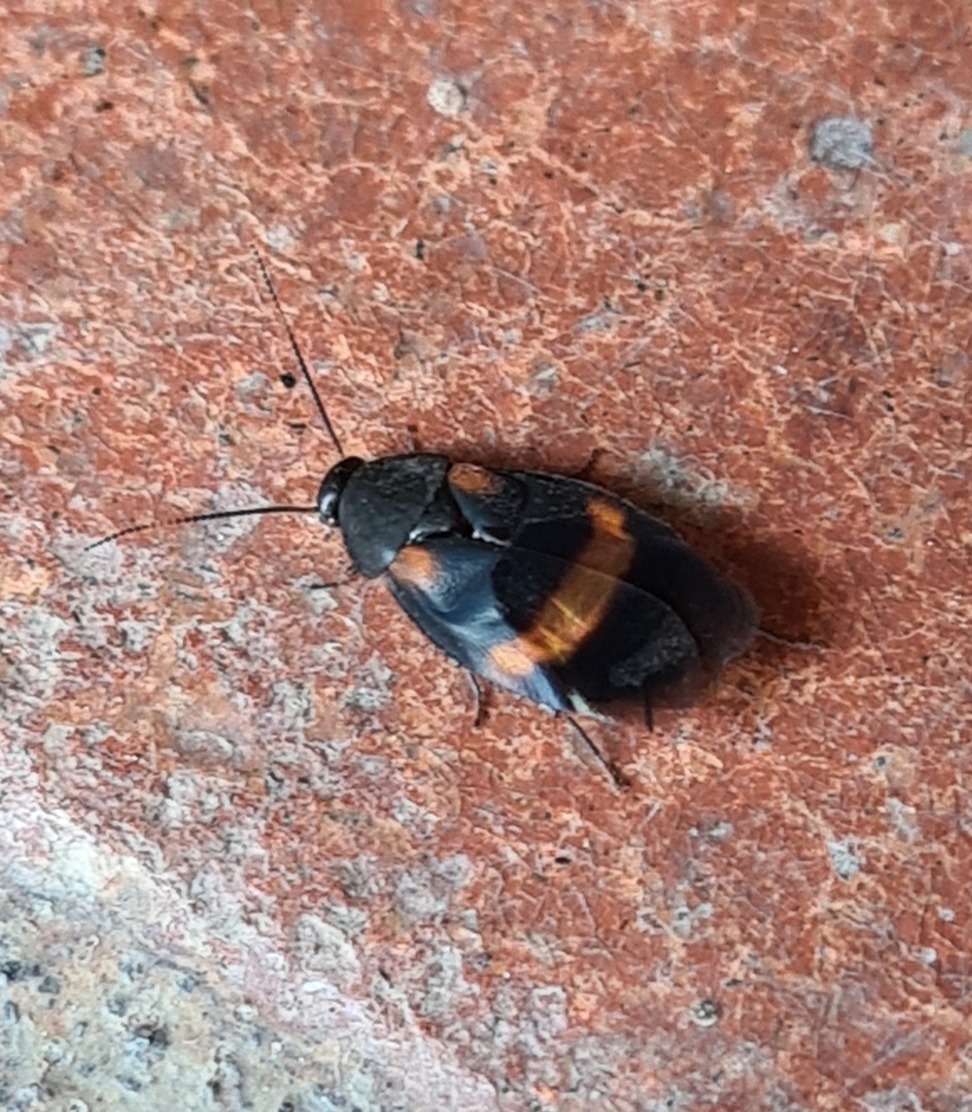 Holocompsa binotata